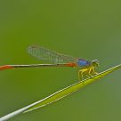 Rainbow with wings!
