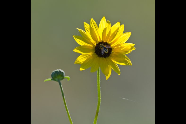 Sunflower and Bee