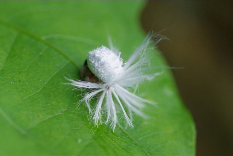 The Insect