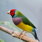 Australian Finch