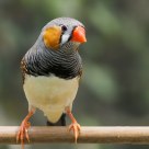 Zebra Finch
