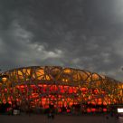 Bird Nest