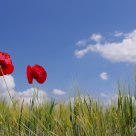 poppy in Spring