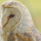 OWL 7636