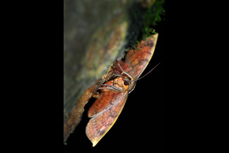 Night Moth
