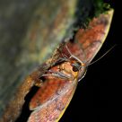 Night Moth