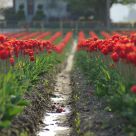 Tulip Festival - 1