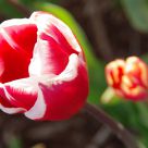 Tulip Festival - 2