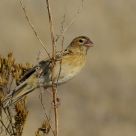 Long-tailed Widow-bird female