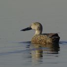 Cape Shoveller