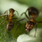 Two ants