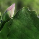 Lotus Romance 4