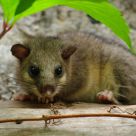 dormouse