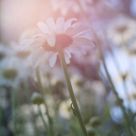 Daisy Flare