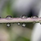 Agua pura