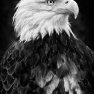 Haliaeetus leucocephalus III