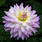 Flower power