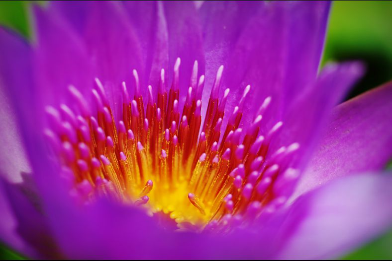 Water Lily