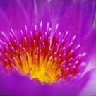 Water Lily
