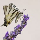 Iphiclides podalirius