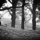 Into the mist