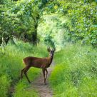 Roe Deer