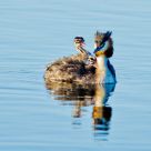Crested Grebe and chicks
