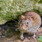 Bank Vole