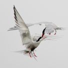 Common Terns. Arial action