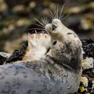 Grey Seal pup