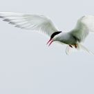 Arctic Tern
