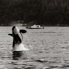 Orca Breach