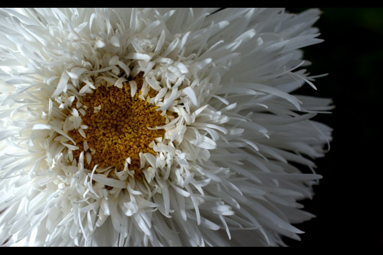 Fleur, Flower