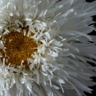 Fleur, Flower