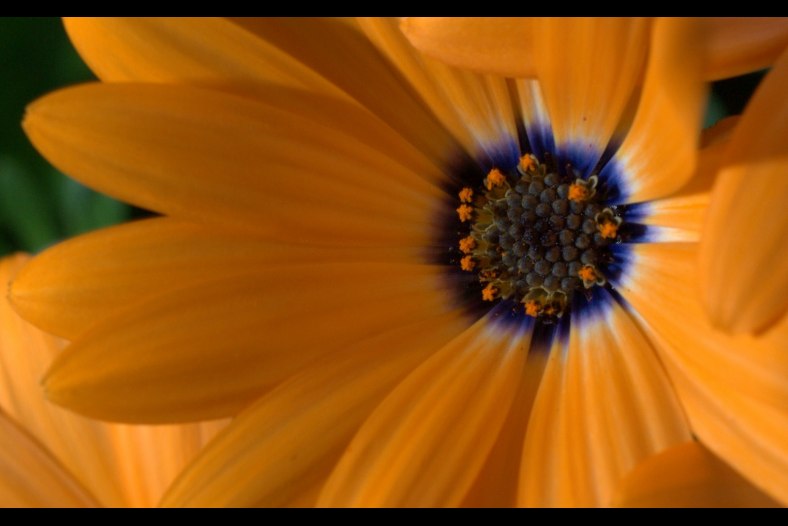 Fleur, Flower