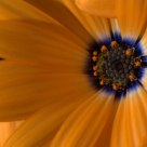 Fleur, Flower