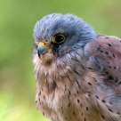 Kestrel
