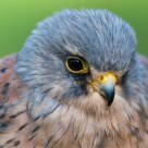 kestrel / torenvalk