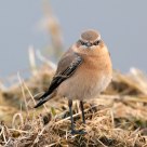 wheatear