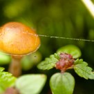 Little mushroom