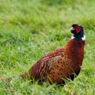 pheasant