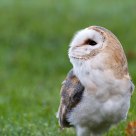barnowl
