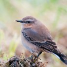 wheatear
