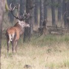 stag