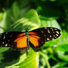 Open Wings