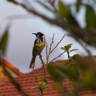 Honeyeater at dusk