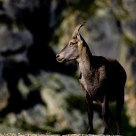 Mountain goat