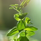 Zinnia