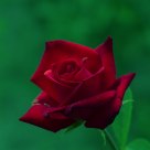 Garden rose
