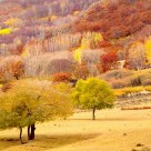 Hamaba's Trees